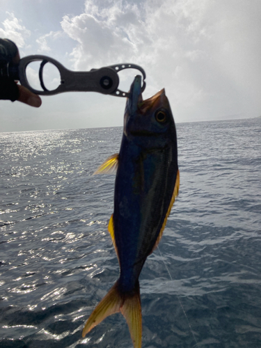 イシフエダイの釣果