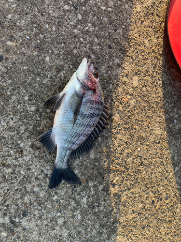 クロダイの釣果