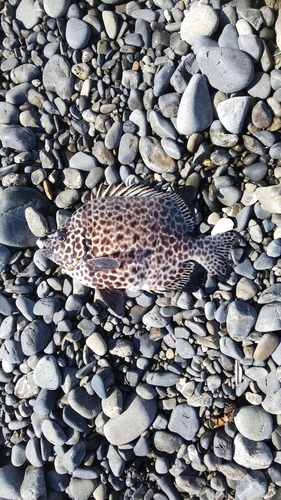 イシガキダイの釣果