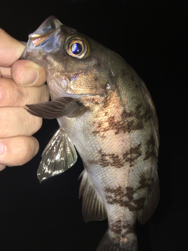 アカメバルの釣果