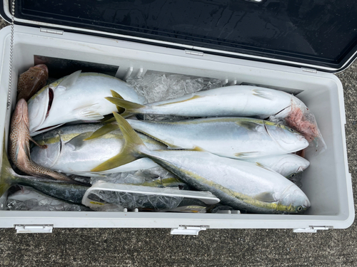 ブリの釣果