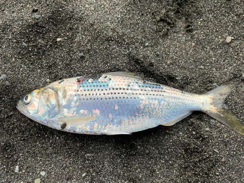 コノシロの釣果