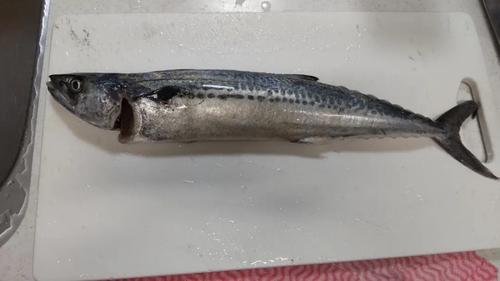 サゴシの釣果