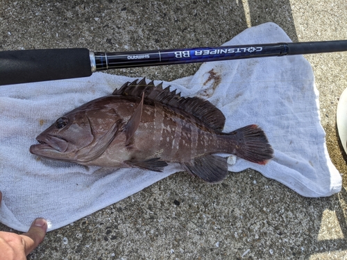 ハタの釣果