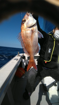 マダイの釣果