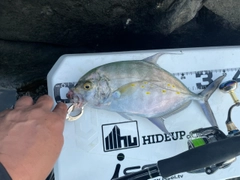 ナンヨウカイワリの釣果