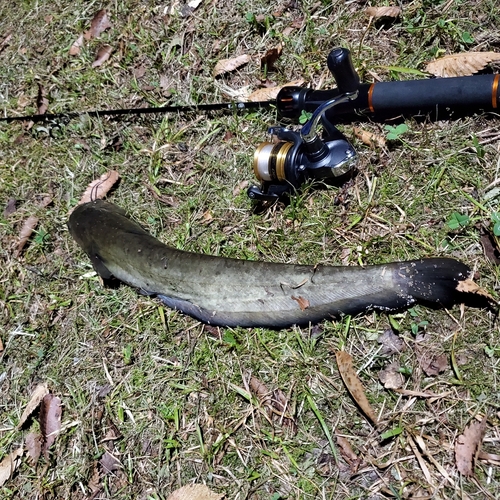 ナマズの釣果