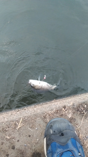 ヘラブナの釣果