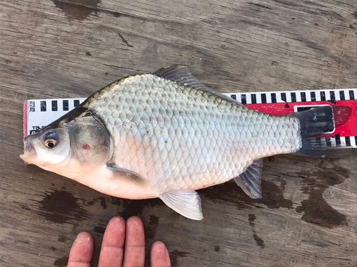 ヘラブナの釣果