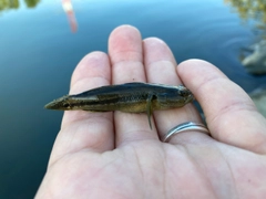 アカオビシマハゼの釣果