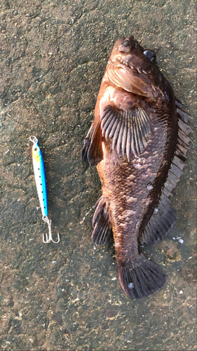 ムラソイの釣果