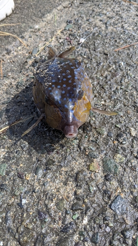 ハコフグの釣果