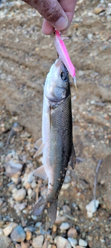 ニゴイの釣果