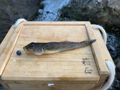 マハゼの釣果