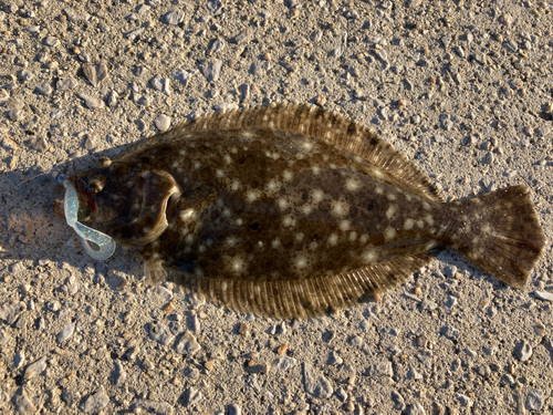 ヒラメの釣果