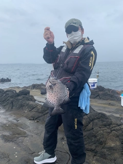 イシガキダイの釣果