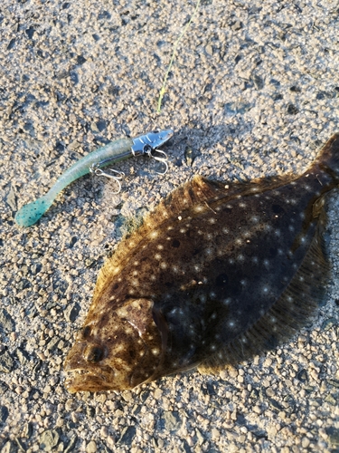 ヒラメの釣果