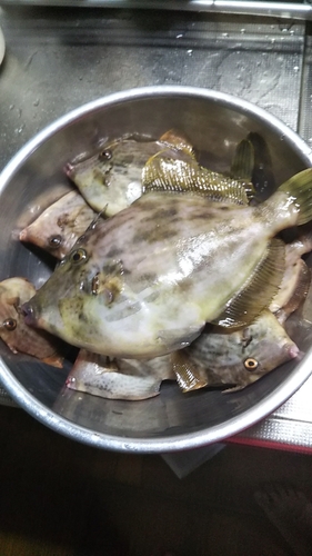 カワハギの釣果