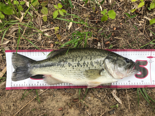 ブラックバスの釣果