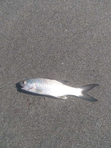 ツバメコノシロの釣果