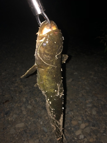 ナマズの釣果