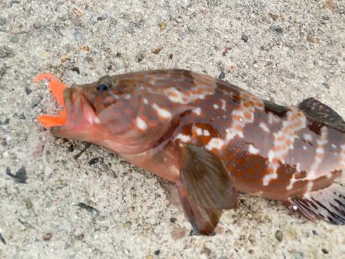 キジハタの釣果