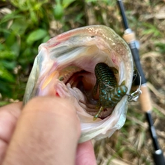 ブラックバスの釣果