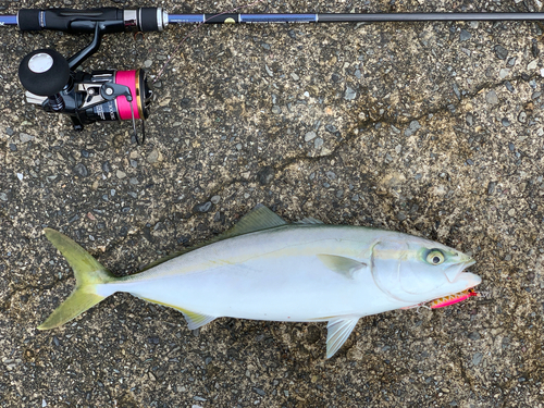 ハマチの釣果