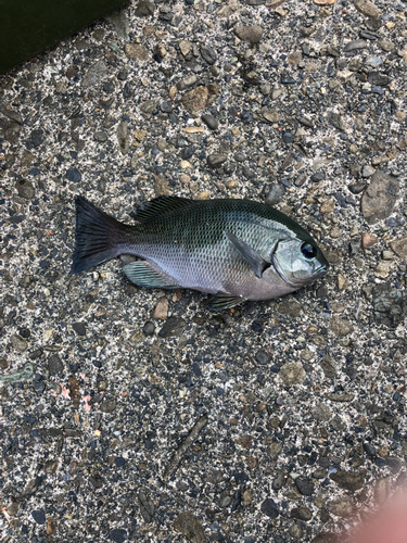 グレの釣果