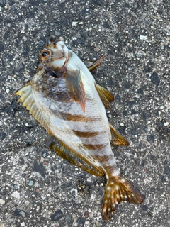 タカノハダイの釣果