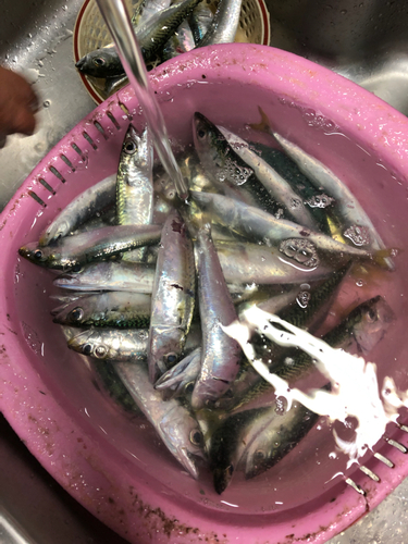 サバの釣果