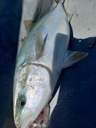 ツバスの釣果