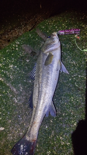 シーバスの釣果