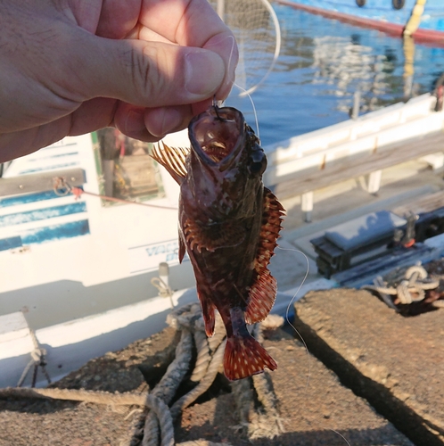 カサゴの釣果