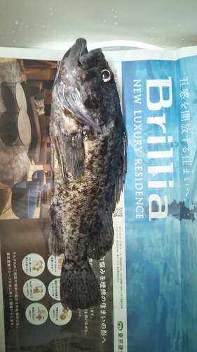 マゴチの釣果