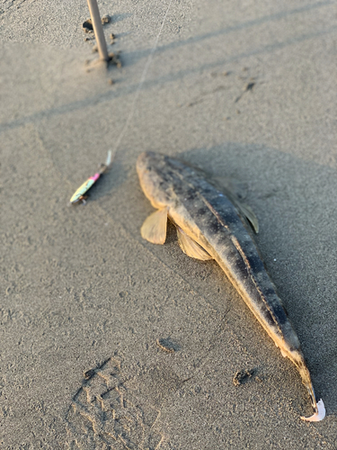 マゴチの釣果