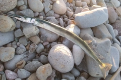 ダツの釣果