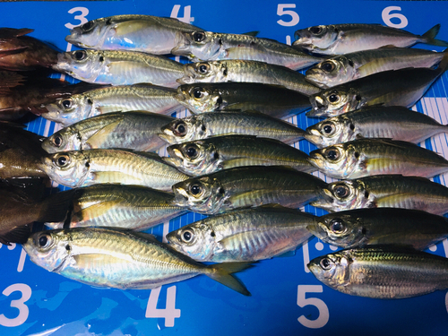 アジの釣果