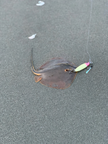 アカエイの釣果