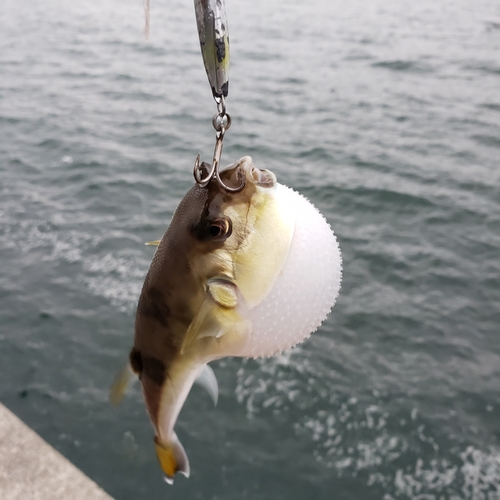 シロサバフグの釣果