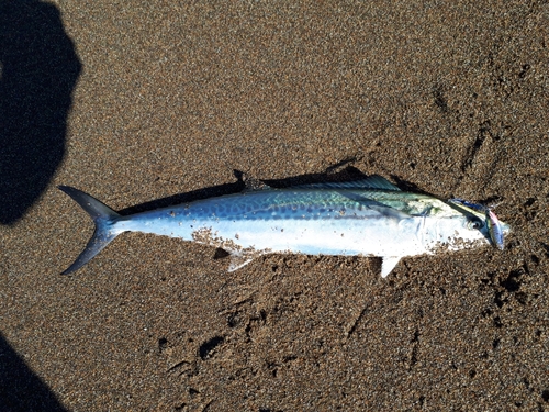 サゴシの釣果