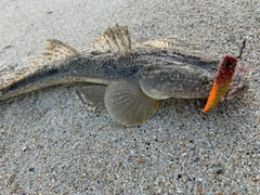 マゴチの釣果