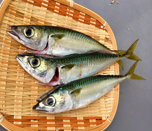 サバの釣果