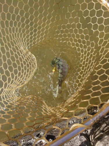 ニジマスの釣果