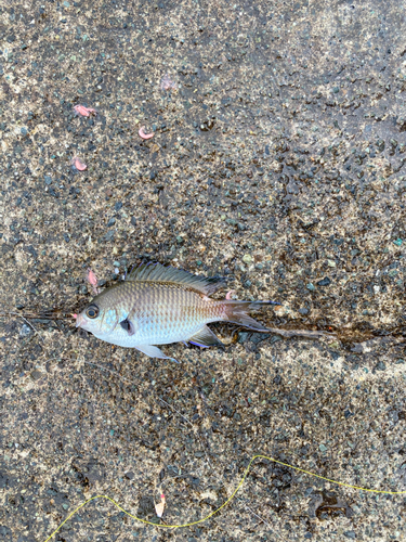 スズメダイの釣果