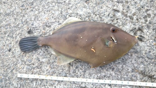 カワハギの釣果