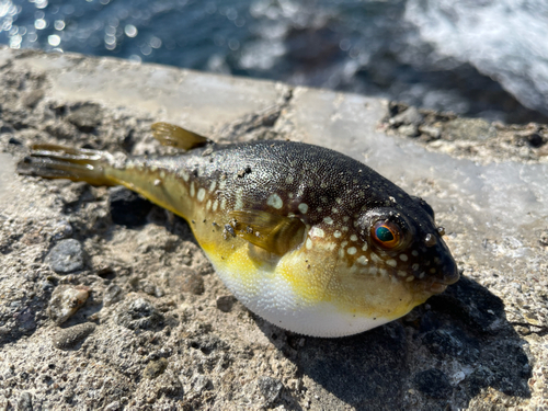 フグの釣果