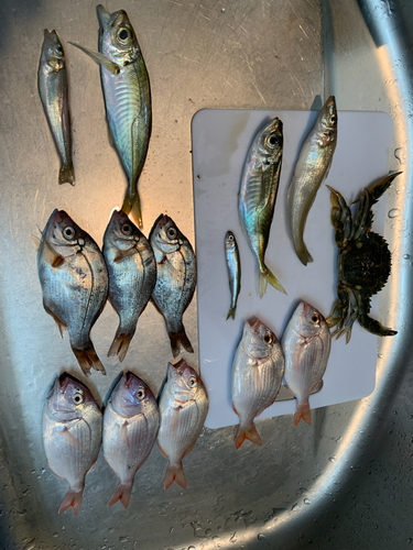 チダイの釣果