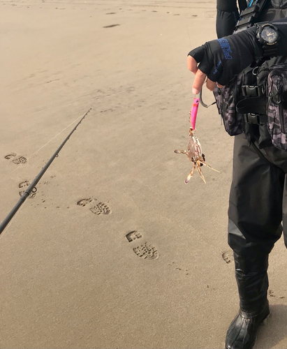 カニの釣果