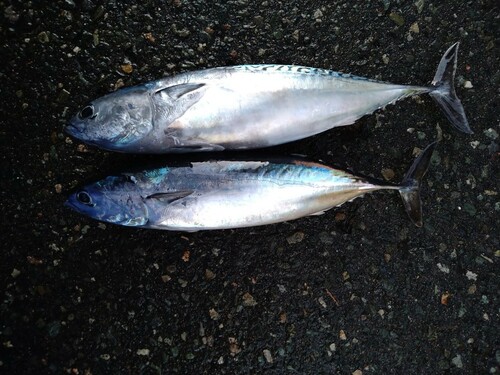 ソウダガツオの釣果